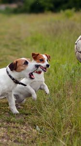 Превью обои собаки, щенки, мяч, игривые, трава