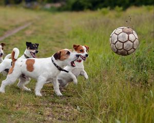 Превью обои собаки, щенки, мяч, игривые, трава