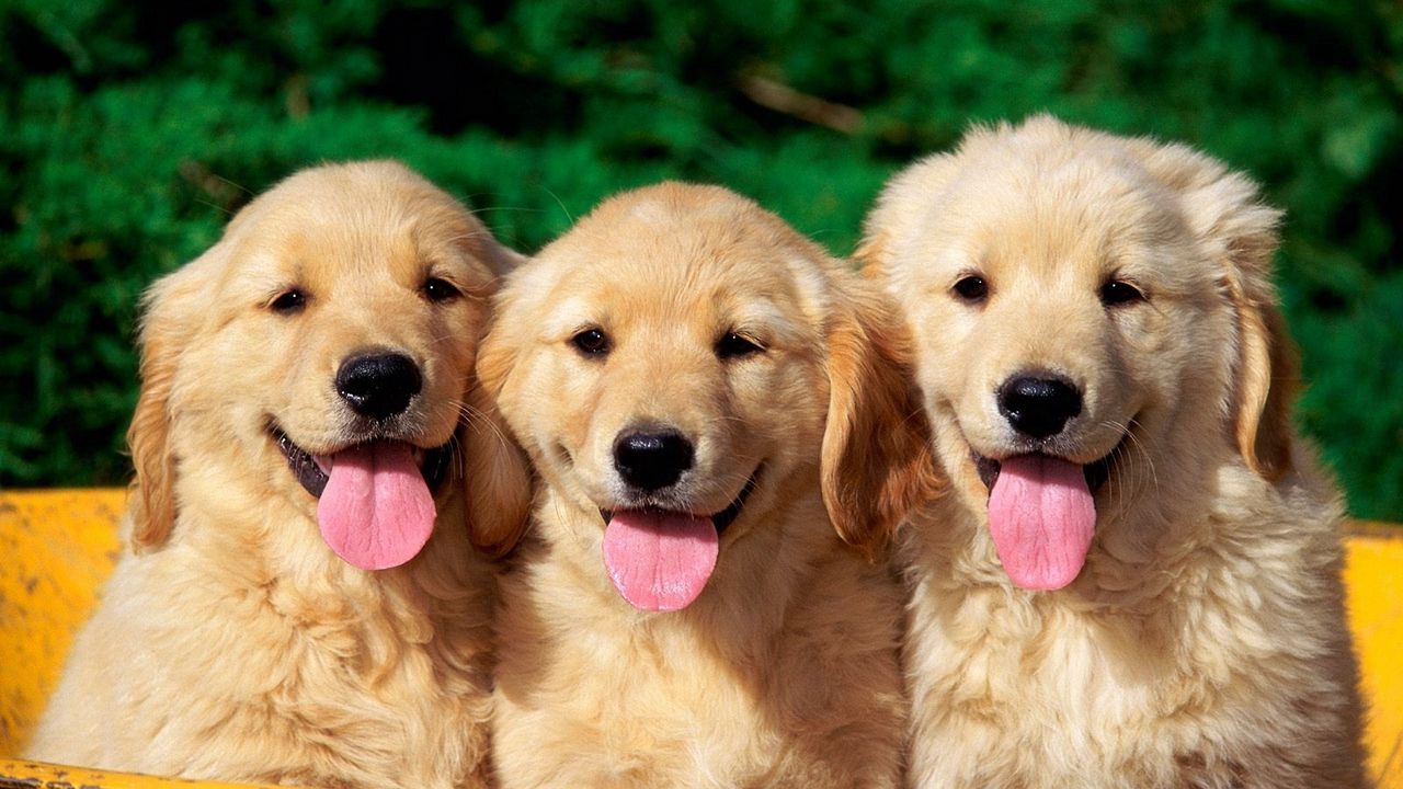 Обои собаки, щенок, язык, морда