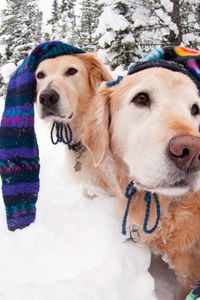 Превью обои собаки, снег, зима, шапки