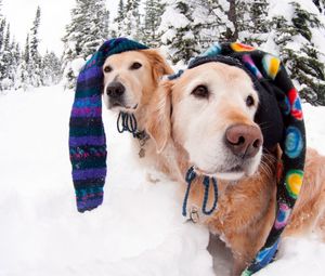 Превью обои собаки, снег, зима, шапки