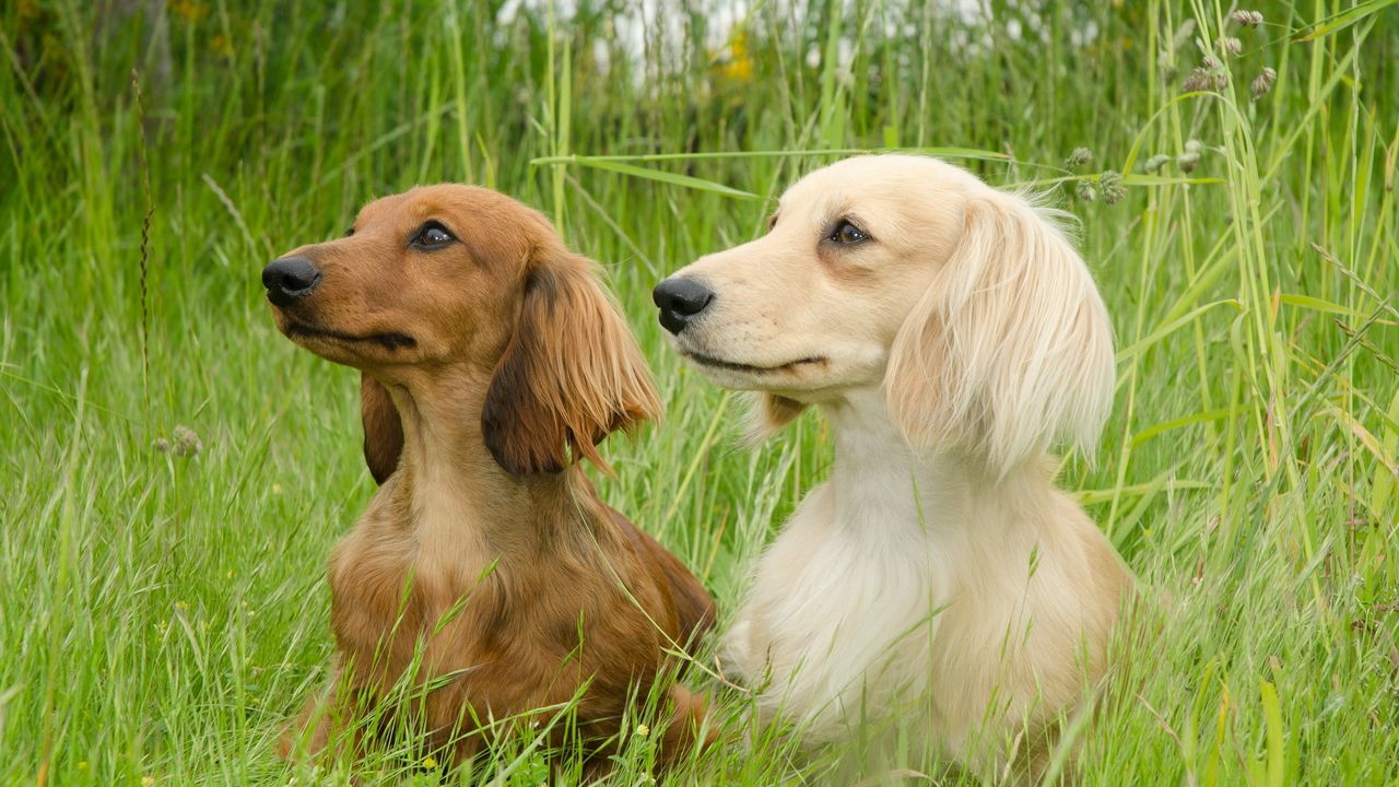 Обои собаки, такса, трава, прогулка, пара, пушистый