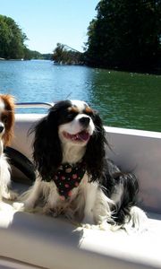 Превью обои собаки, три, катер, река, плавать, лодка