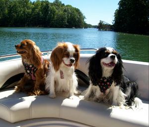 Превью обои собаки, три, катер, река, плавать, лодка