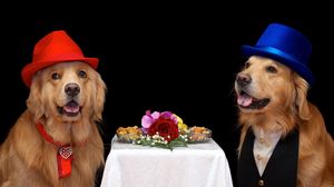 Превью обои собаки, цветы, шляпы, еда