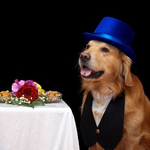 Превью обои собаки, цветы, шляпы, еда