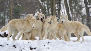 Превью обои собаки, волки, пара, снег