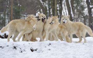 Превью обои собаки, волки, пара, снег