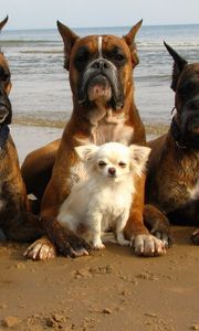 Превью обои собаки, защита, забота, пляж