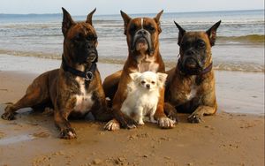 Превью обои собаки, защита, забота, пляж