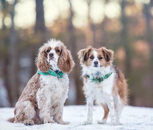 Превью обои собаки, зима, снег