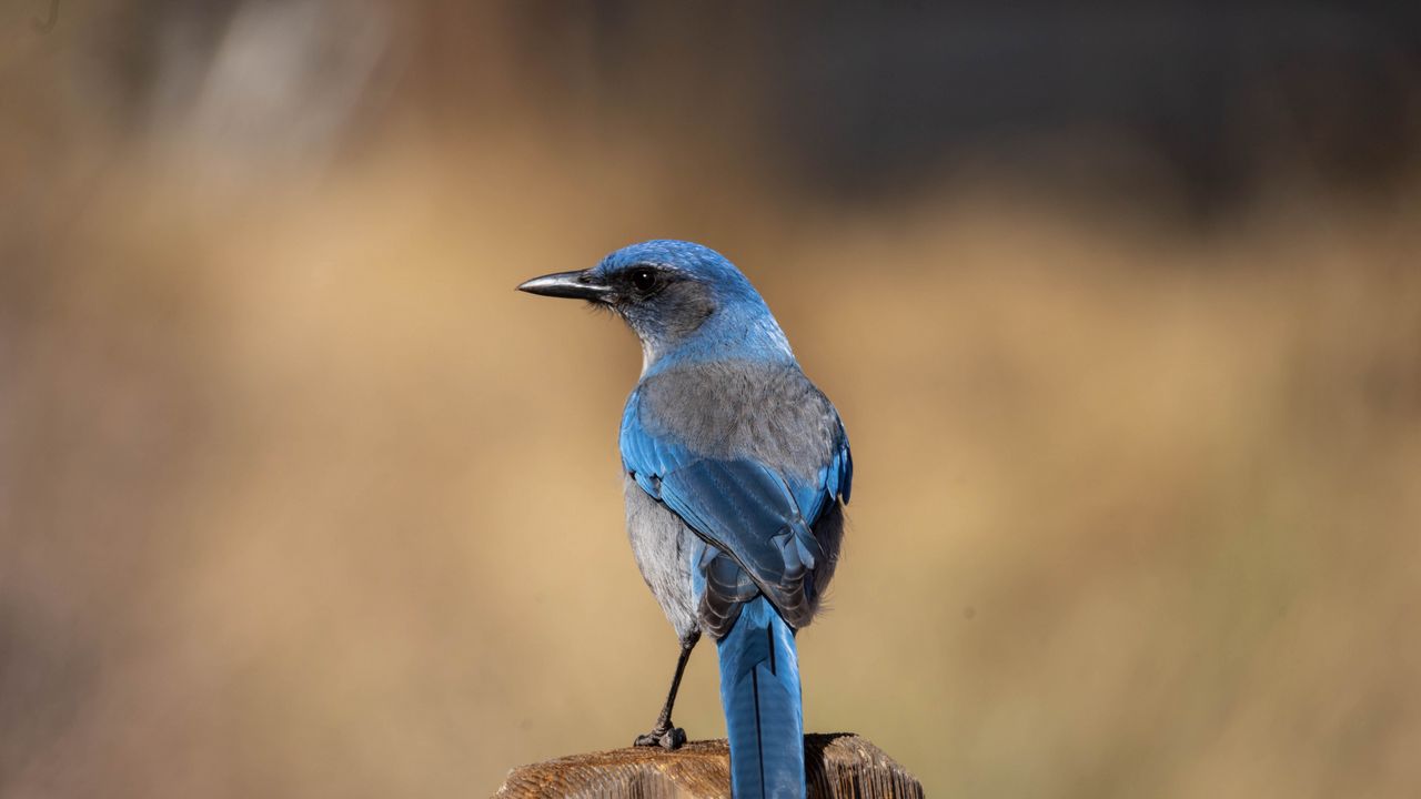 Обои сойка, птица, перья, синий, клюв