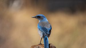 Превью обои сойка, птица, перья, синий, клюв