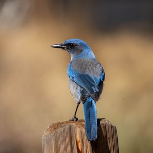 Превью обои сойка, птица, перья, синий, клюв