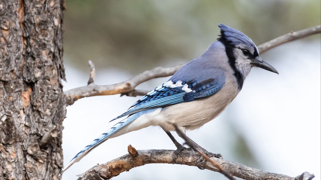 Обои сойка, птица, перья, ветка, дерево