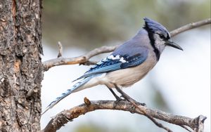 Превью обои сойка, птица, перья, ветка, дерево