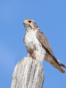 Превью обои сокол, птица, дикая природа, небо