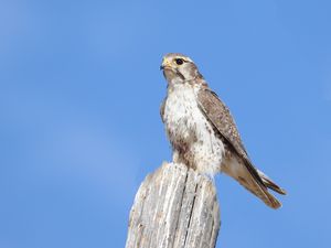 Превью обои сокол, птица, дикая природа, небо