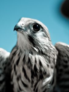 Превью обои сокол, птица, хищник, клюв