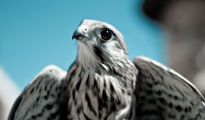 Превью обои сокол, птица, хищник, клюв