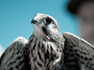 Превью обои сокол, птица, хищник, клюв