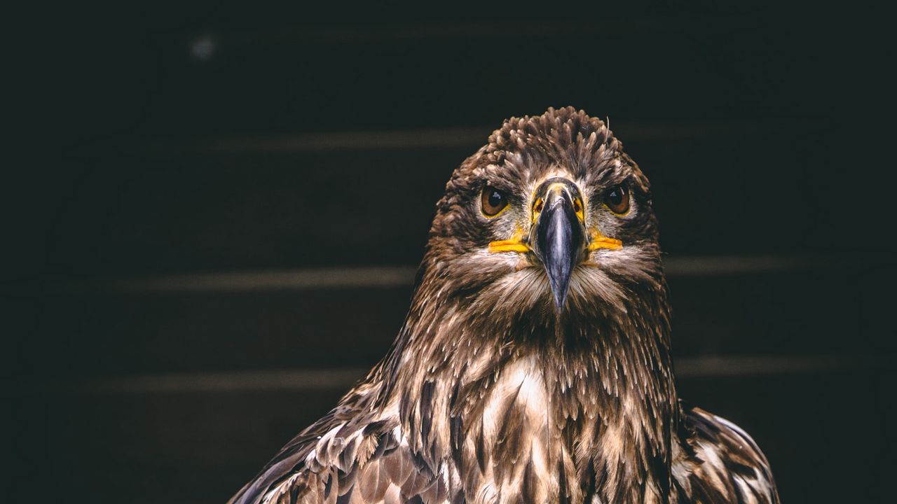 Обои сокол, птица, хищник, когти