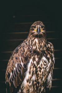 Превью обои сокол, птица, хищник, когти