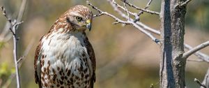 Превью обои сокол, птица, хищник, ветки, дерево, дикая природа