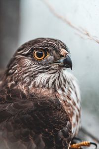 Превью обои сокол, птица, коричневый, хищник