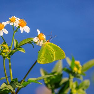 Превью обои солнечная бабочка, бабочка, цветы, лепестки, макро