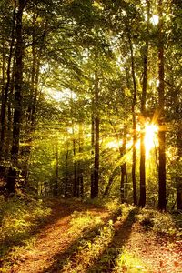 Превью обои солнечные лучи, лес, деревья, дорога, свет, тени