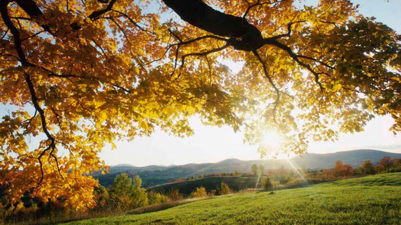 Обои солнечные лучи, ветви, дерево, листья, желтые, осень, свет, луг