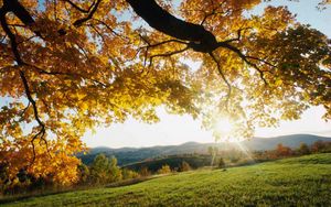Превью обои солнечные лучи, ветви, дерево, листья, желтые, осень, свет, луг