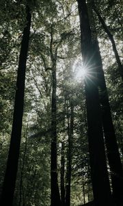 Превью обои солнечный свет, лес, деревья, ветки, лучи