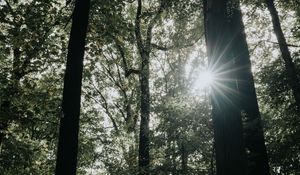 Превью обои солнечный свет, лес, деревья, ветки, лучи
