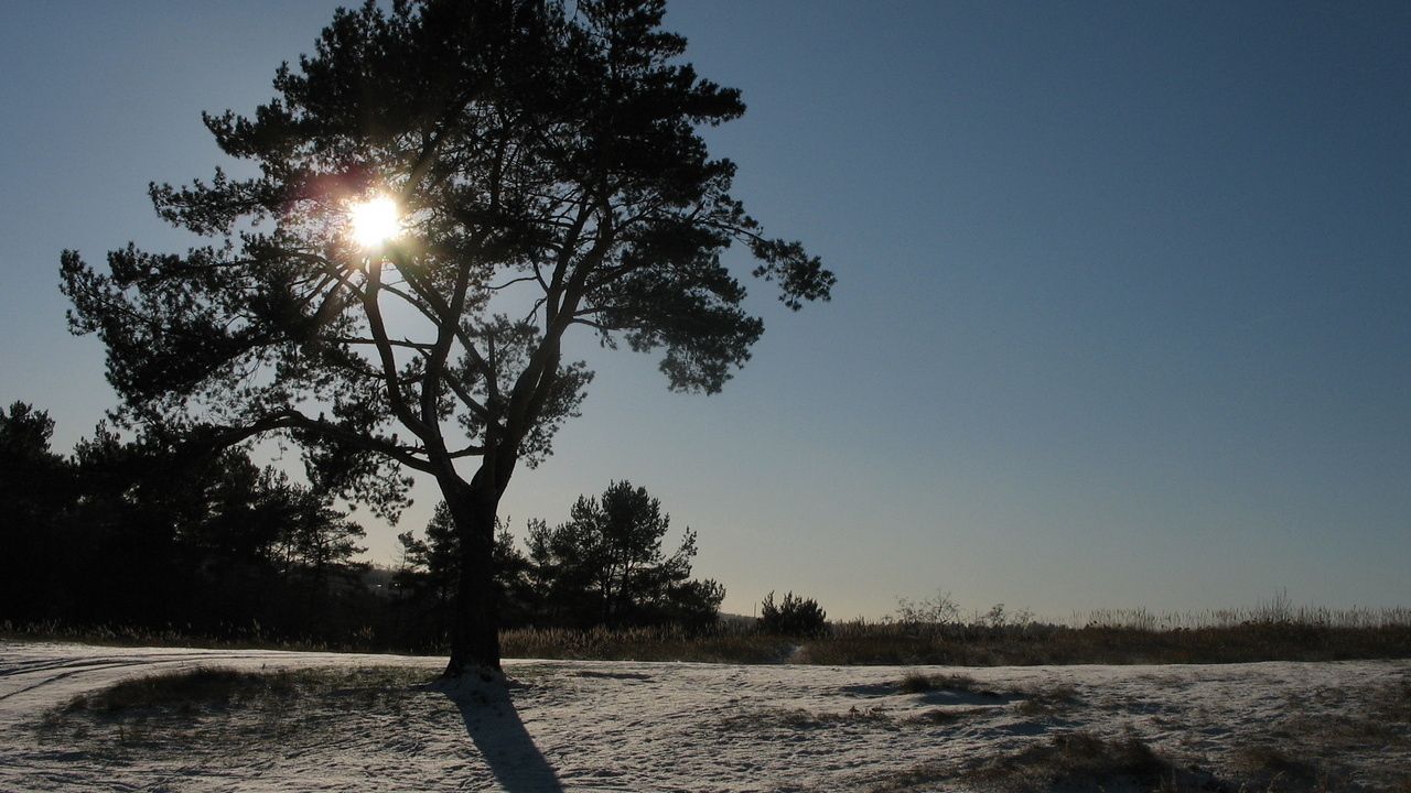 Обои солнце, день, дерево, крона, свет, лучи, снег