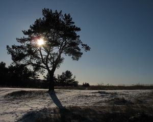 Превью обои солнце, день, дерево, крона, свет, лучи, снег