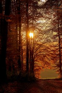 Превью обои солнце, деревья, ветки, лучи, тропинка