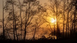 Превью обои солнце, деревья, ветки, закат
