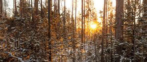 Превью обои солнце, лучи, снег, деревья