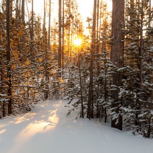 Превью обои солнце, лучи, снег, деревья