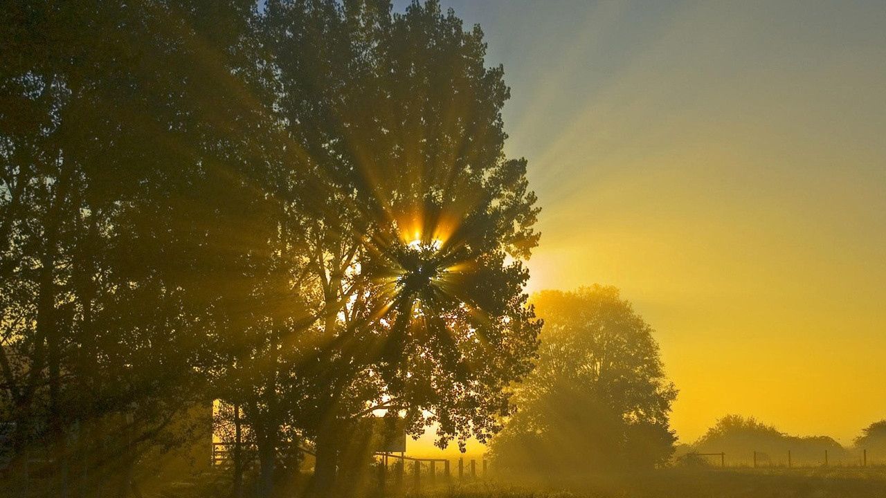 Обои солнце, лучи, свет, крона, дерево, поле, утро