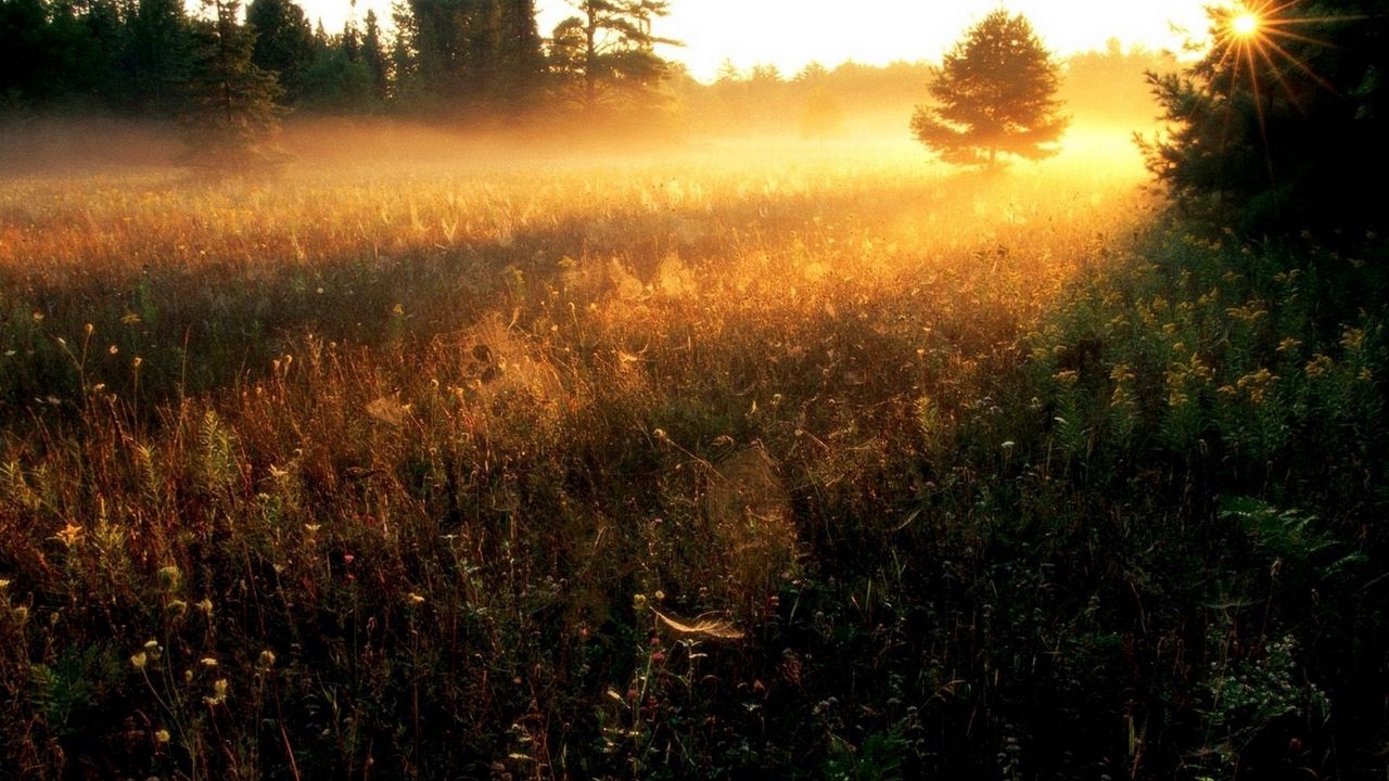 Обои солнце, просветы, травы, полевые, вечер, закат, туман, полосы