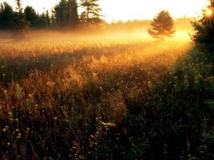 Превью обои солнце, просветы, травы, полевые, вечер, закат, туман, полосы