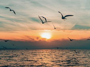 Превью обои солнце, птица, горизонт, море, небо