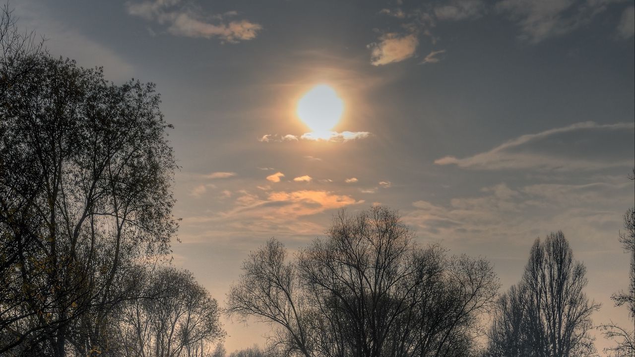 Обои солнце, река, деревья, ветки