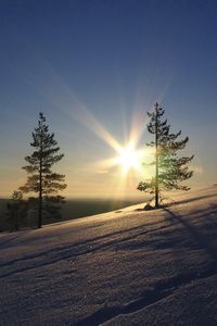 Превью обои солнце, сосны, склон, утро