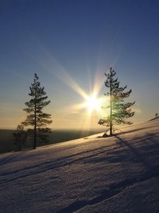 Превью обои солнце, сосны, склон, утро