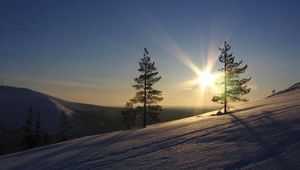 Превью обои солнце, сосны, склон, утро