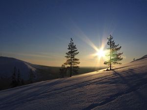 Превью обои солнце, сосны, склон, утро